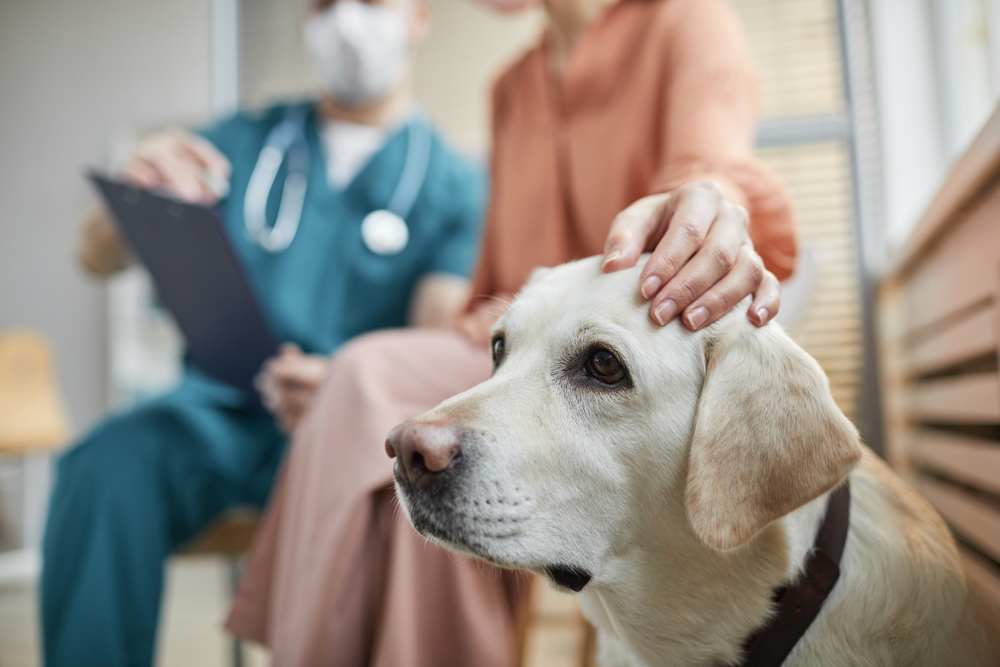 What To Know Before Your Next Pet Visit