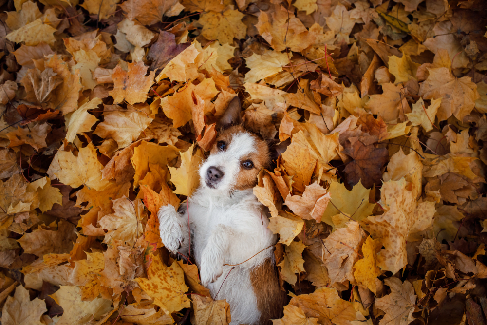 How Fall Affects Your Pets