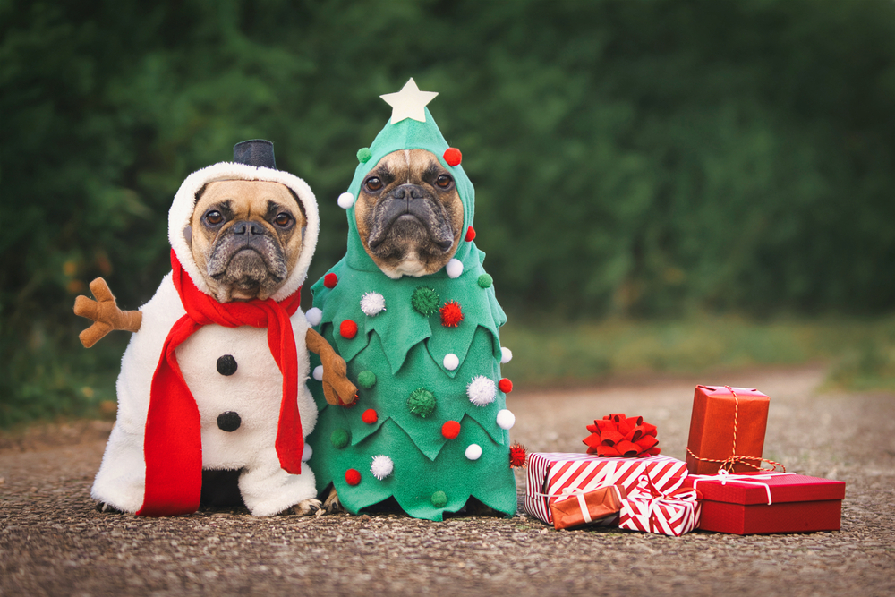 Pet Health Tips for the Holidays