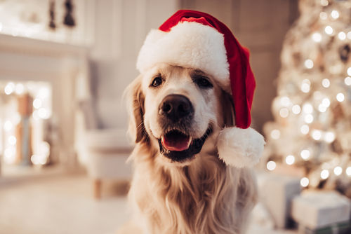 Merry,christmas,and,happy,new,year!,cheerful,dog,labrador,is