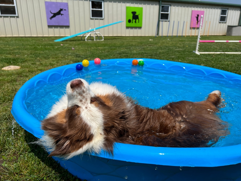 Protecting Your Pets In the Summer Heat