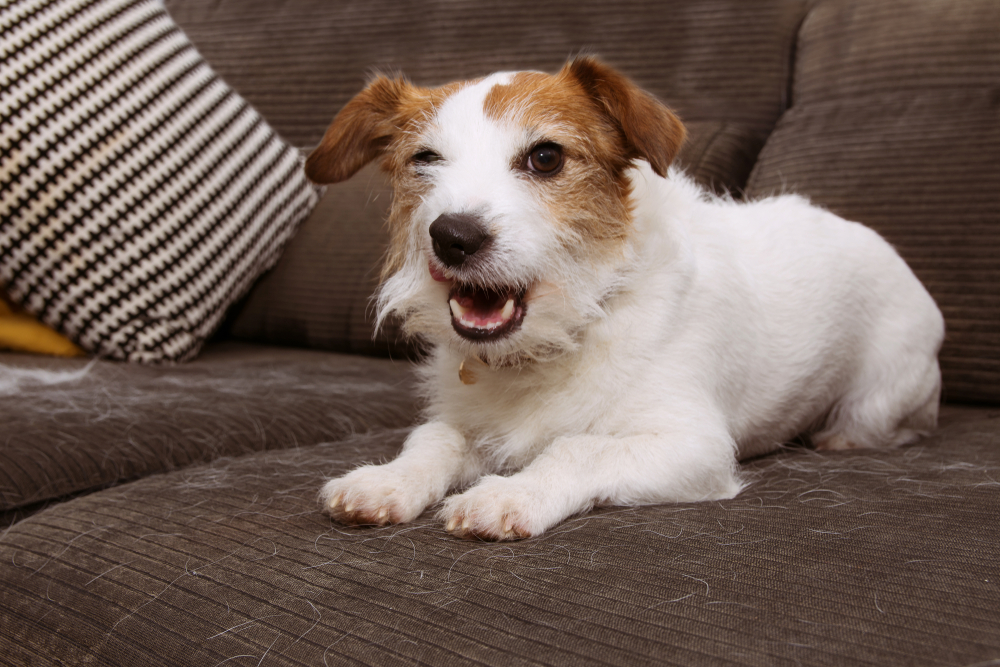 Spring Time With Pets: What To Know