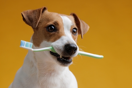 Dog,holding,a,toothbrush,in,his,teeth,on,a,clean