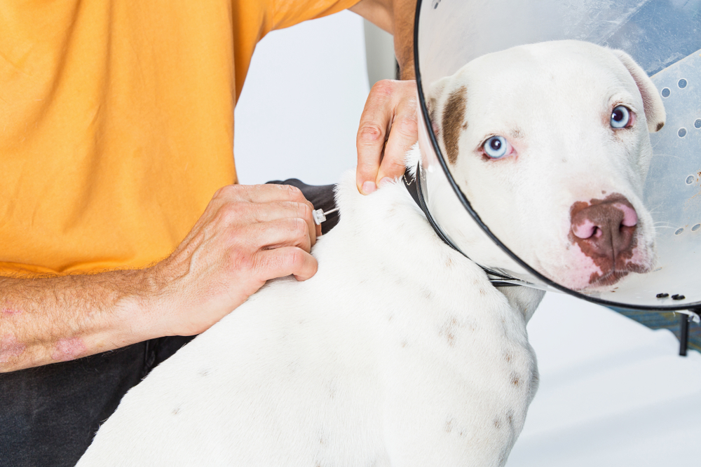Microchipping Your Pet: Why is it so Important?