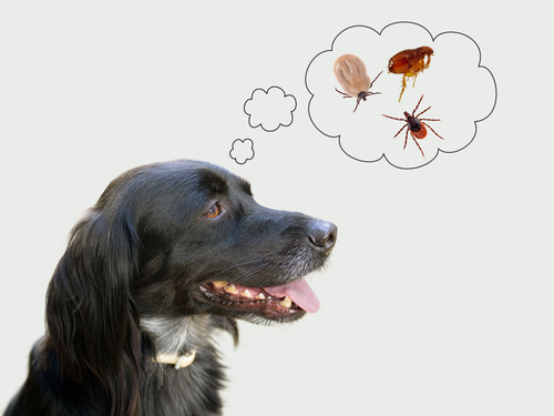 Dog,considering,disease,risk,from,ticks,,fleas.,nb,my,dog!