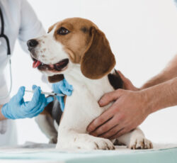 Cropped,image,of,man,holding,beagle,while,veterinarian,doing,injection