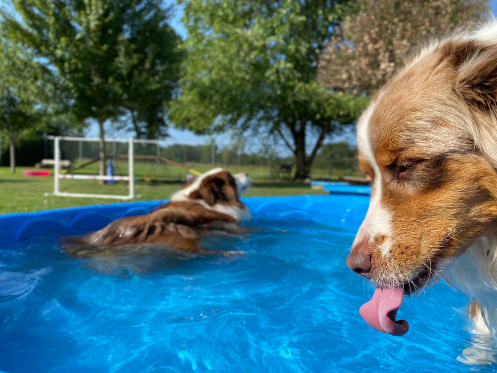How to Keep Your Pet Safe in Hot Weather