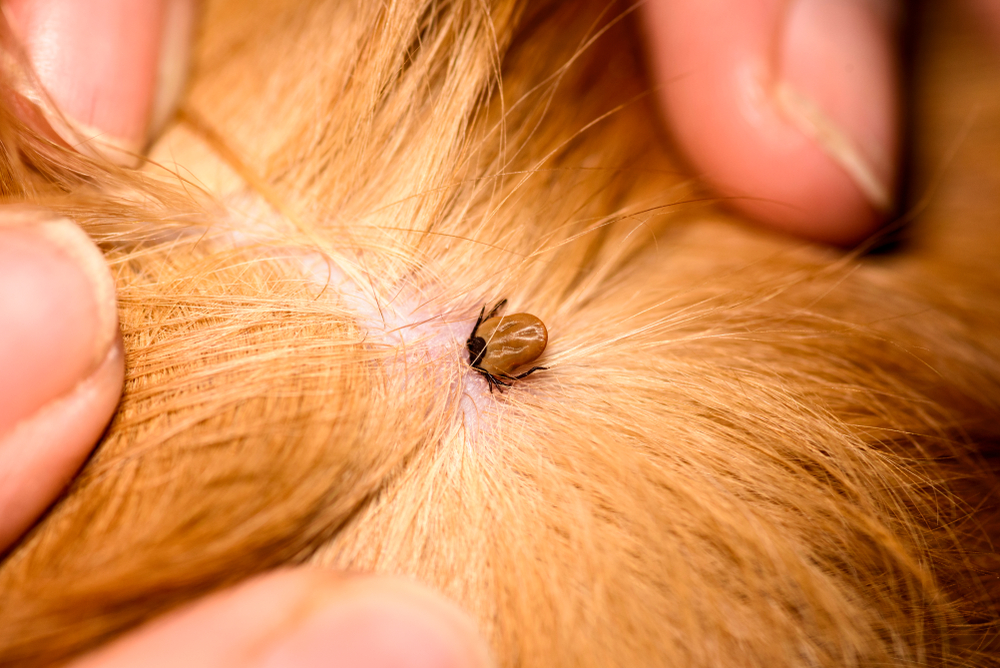 The,mite,bites,a,reddish,dog