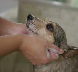 Close Up,hands,washing,small,dog,at,pet,shop.,bathing,and
