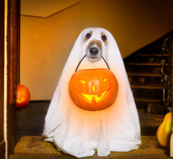 Dog,sit,as,a,ghost,for,halloween,in,front,of