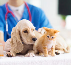 Vet,examining,dog,and,cat.,puppy,and,kitten,at,veterinarian